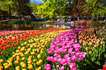 Dutch Tulip Gardens-Dutch Tulip Gardens