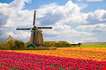 windmill-on-tulip-field-holland-Windmill On Tulip Field, Holland