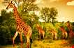 african-giraffes-nairobi-African Giraffes Nairobi