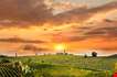 chianti-vineyard-landscape-tuscany-Chianti Vineyard Landscape Tuscany