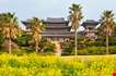 rape-flowers-at-famous-yakcheonsa-buddhist-temple-jeju-Rape Flowers At Famous Yakcheonsa Buddhist Temple Jeju