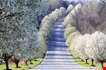 Spring Blossoms On A Line Of Fruit Trees In Nashville-Spring Blossoms On A Line Of Fruit Trees In Nashville