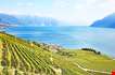 vineyards-lavaux-region-over-lake-leman-lake-of-geneva-Vineyards of the Lavaux Region Over Lake Leman, (Lake Of Geneva)