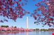 cherry-blossom-washington-monument-Cherry Blossom Washington Monument