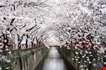 beautiful-cherry-blossom-tunnel-over-river-Beautiful Cherry Blossom Tunnel Over River