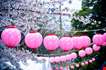 japanese-lanterns-on-cherry-blossom-tree-Japanese Lanterns On Cherry Blossom Tree