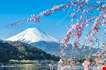 mt-fuji-and-cherry-blossom-at-lake-kawaguchiko-Mt Fuji And Cherry Blossom At Lake Kawaguchiko