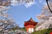 the-shrine-surrounding-with-many-cherry-blossom-The Shrine Surrounding With Many Cherry Blossom