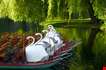 swan-boats-at-the-boston-public-garden-Swan Boats At The Boston Public Garden