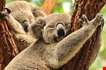 sleeping-koalas-Sleeping Koalas